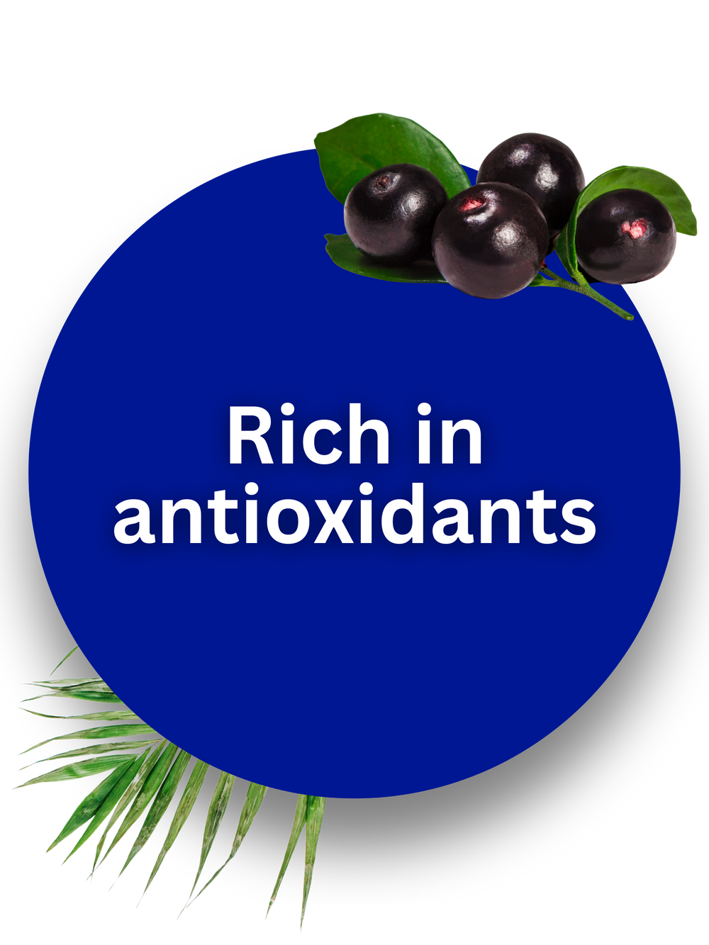 Antioxidant Rich